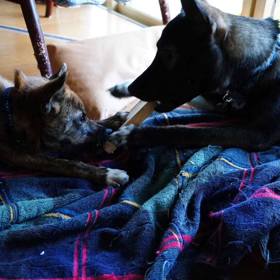 pucci のカバー写真