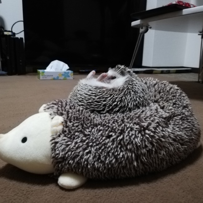 おりなのカバー写真