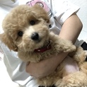 3ヶ月オスのトイプードルです