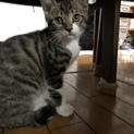 れんくんです。