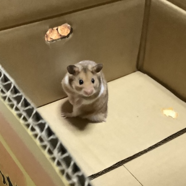 愛犬きゃんのカバー写真