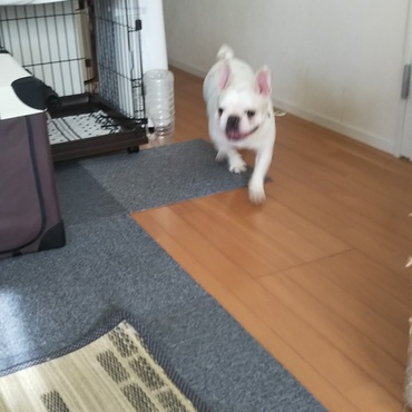 フレブルぶれぶれ