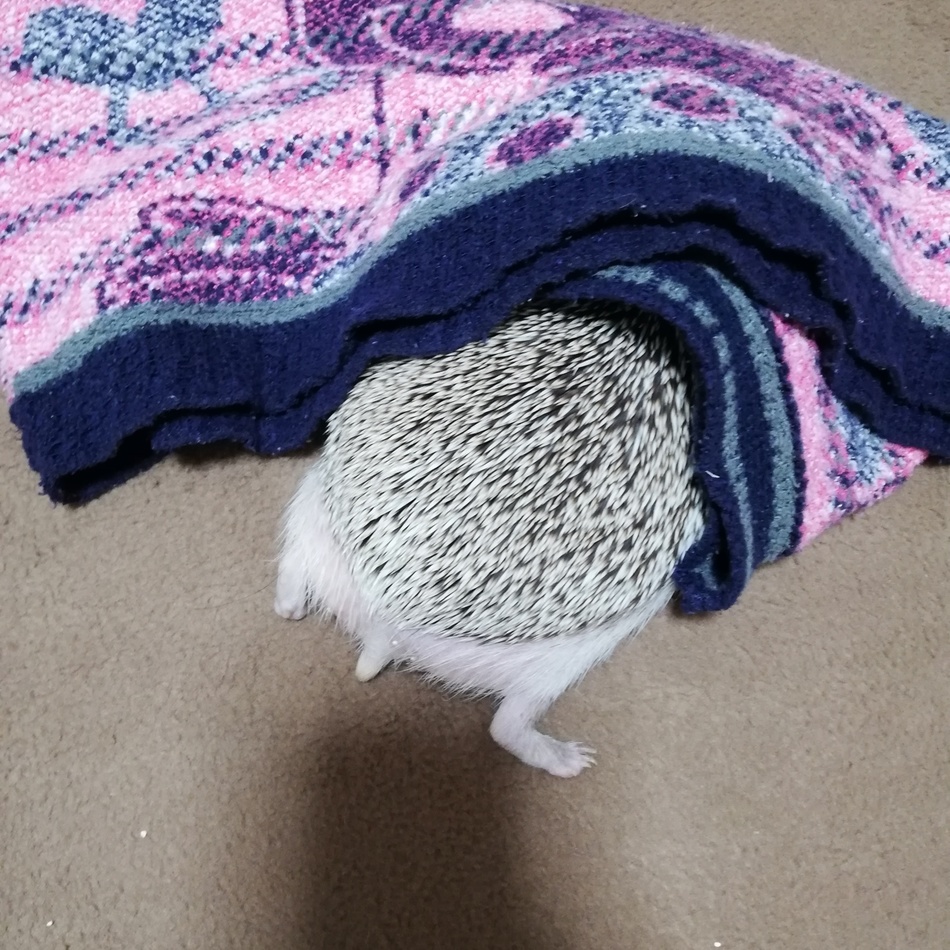 きなこのカバー写真