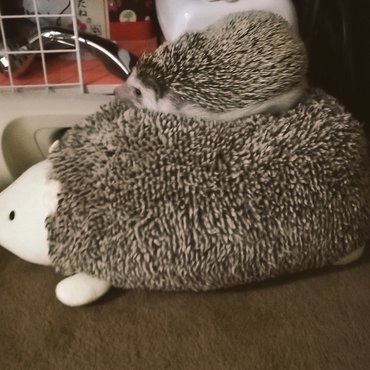 ハリネズミのティッシュケースに乗るきな