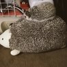 ハリネズミのティッシュケースに乗るきな