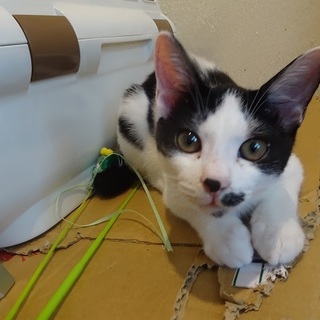 賢くてチャーミングな子猫