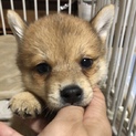 ダウニーkun ⭐️ ２か月