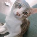急募！艶々ふわふわ7ヶ月の元気な3匹の子猫ちゃん