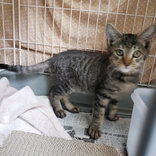 懐っこい『キジの男の子』推定４カ月