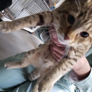 懐っこい『キジの女の子』推定４カ月