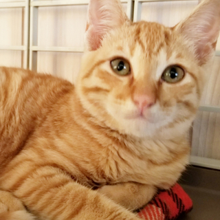 【動画あり！】仲良し♡茶トラ兄弟♡弟にゃん