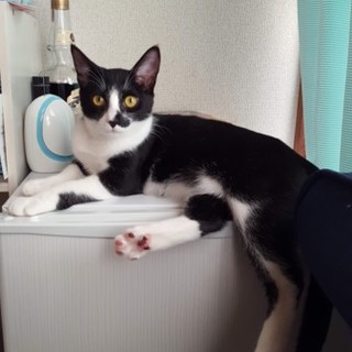 白黒ハチワレ猫