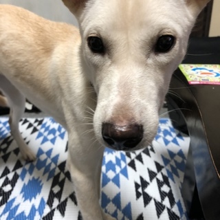 土管の中で産まれた香川犬　初(ウブ)