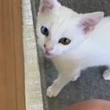 カッコイイ真っ白オッドアイのユキくん！