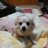 ポポモモ