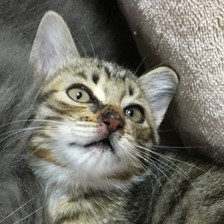 ☆お外で鳴いていました可愛いキジトラコウタくん⭐️