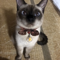 メイ