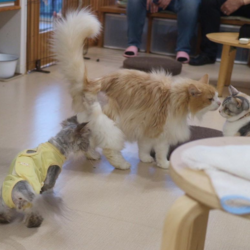 ■新大阪■お見合い会＆ふれあい授業参観■ サムネイル3