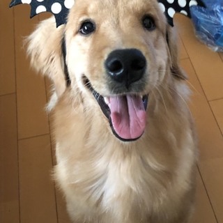 里親を探しています。