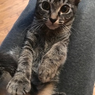 美人さんで甘えん坊さんな、とろろちゃん