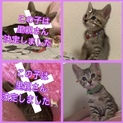 かわいい仔猫ちゃん