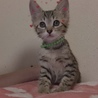 かわいい仔猫ちゃん サムネイル3