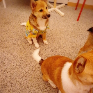 トライアル中です！