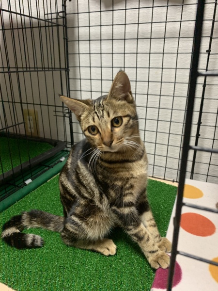 アメリカンショートヘア 山口県 猫の里親募集 ペットのおうち 月間利用者150万人