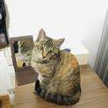 甘えん坊のキジトラちゃん