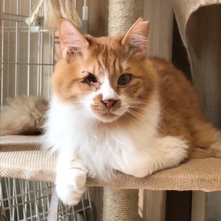 遊ぶの大好き★ゴージャスな長毛★イケニャンおあげ君