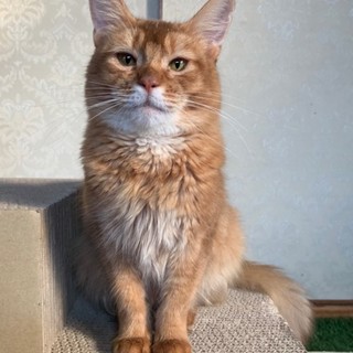 ずっとのお家を募集中