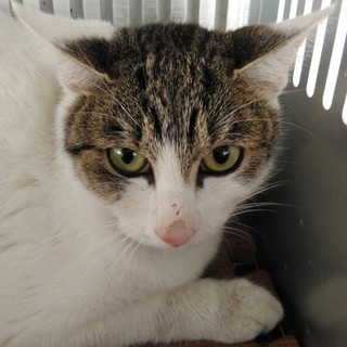 譲渡されました。