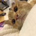 チビ助の優しい家族を募集します。
