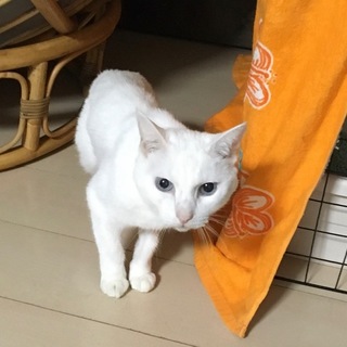 真っ白シニア猫「くるちゃん」決まりました！