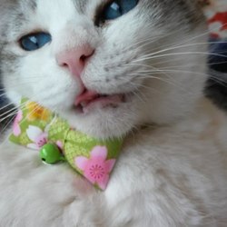 シュリのおうち犬猫譲渡会 サムネイル1