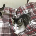 仔猫2匹　同じ親からのお姉ちゃん2匹です。