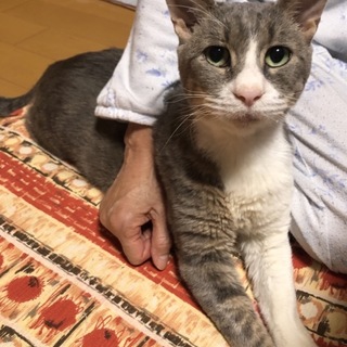 ダブルキャリアですが元気なゴロニャーンです