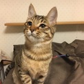 甘えんぼで顔にスリスリしてくるホタル＊6ヶ月