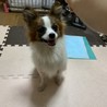 パピヨン　オス　去勢済　里親募集中 サムネイル2