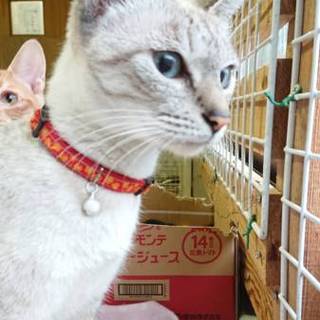 マイペースなマダムちゃん