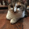 生後5ヶ月三毛の女の子です！！ サムネイル5