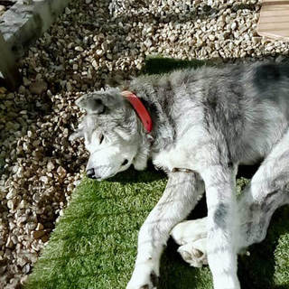 【秋田犬】虎柄　１１歳　オス　里親募集します