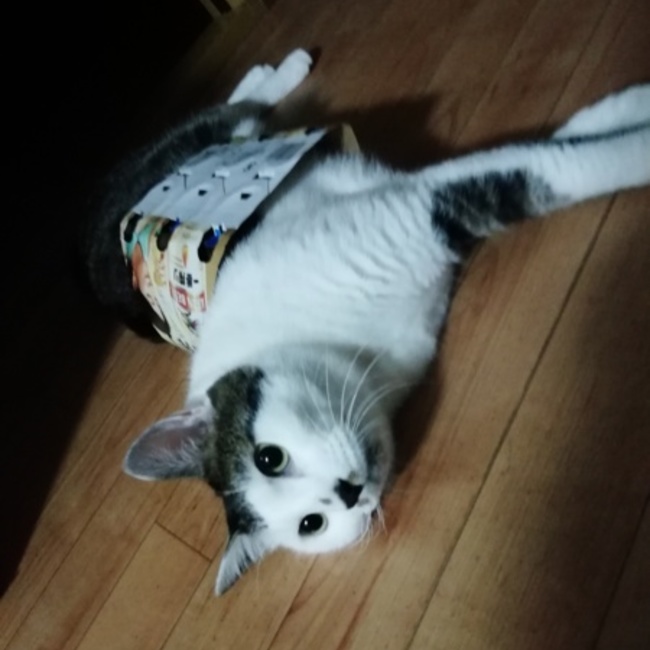 いわこのカバー写真