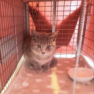 パステルグレーのキジ猫ちゃんモフモフの毛です