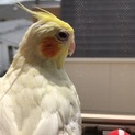 【オカメインコ】募集一時停止