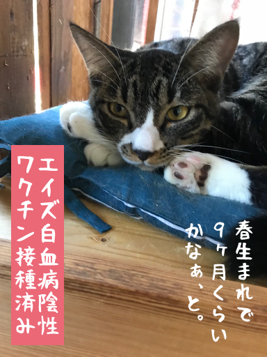 9ヶ月くらい　手袋男子　モックン サムネイル3