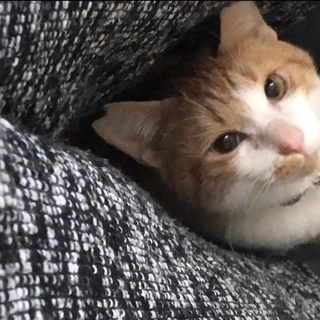 困った顔のあいくちゃん