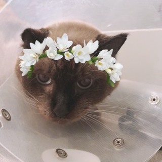 シャム♀生還した頑張り屋さんです