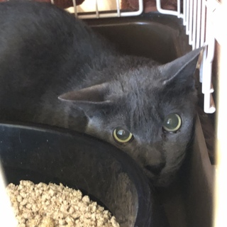 警戒心が強いこです