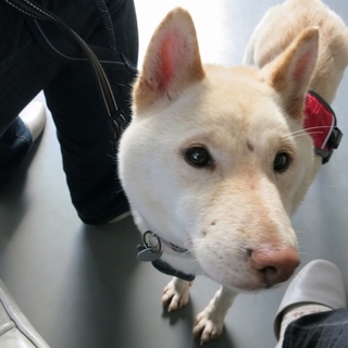 人にも犬にもフレンドリーな「こよみ」